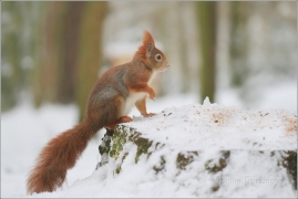 <p>VEVERKA OBECNÁ (Sciurus vulgaris) M. Boleslav - Štěpánka /Red squirrel - Eichhörnchen/</p>